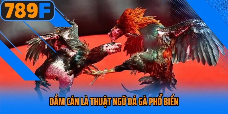 Dầm cán là thuật ngữ đá gà phổ biến
