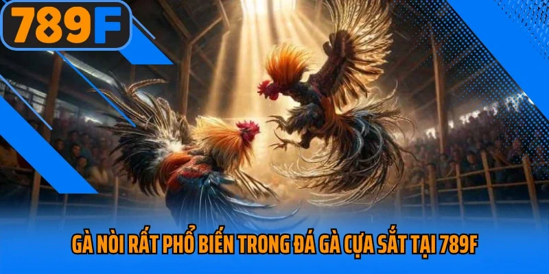 Gà nòi rất phổ biến trong đá gà cựa sắt tại 789F