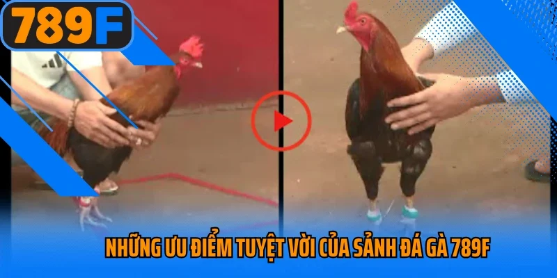 Những ưu điểm tuyệt vời của sảnh đá gà 789f