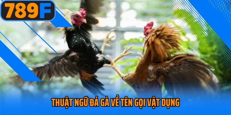 Thuật ngữ đá gà về tên gọi vật dụng